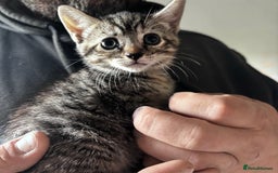 British Shorthair cats for sale: Gorgeous kittens ready soon 3 girls 😍 - Image 6