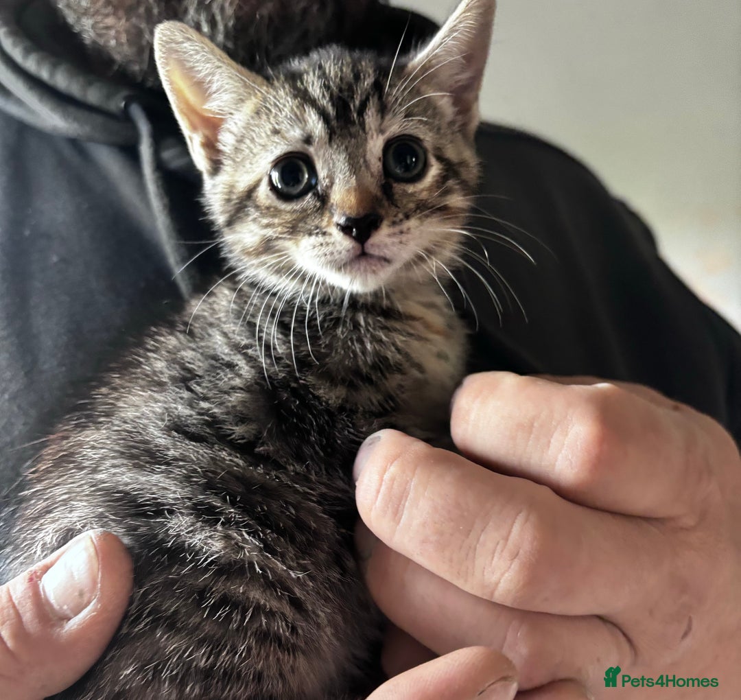 British Shorthair cats for sale: Gorgeous kittens ready soon 3 girls 😍 - Image 6