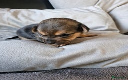 Chorkie dogs for sale: 3 quarter chihuahua 1 quarter yorkie - Image 5
