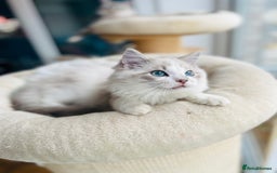 Ragdoll cats for sale: TICA registered mink and traditional ragdolls - Image 4