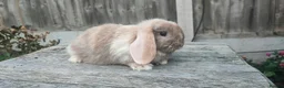 Mini Lop rabbits for sale: Minilop bunnies and Adult Female  - Advert 10