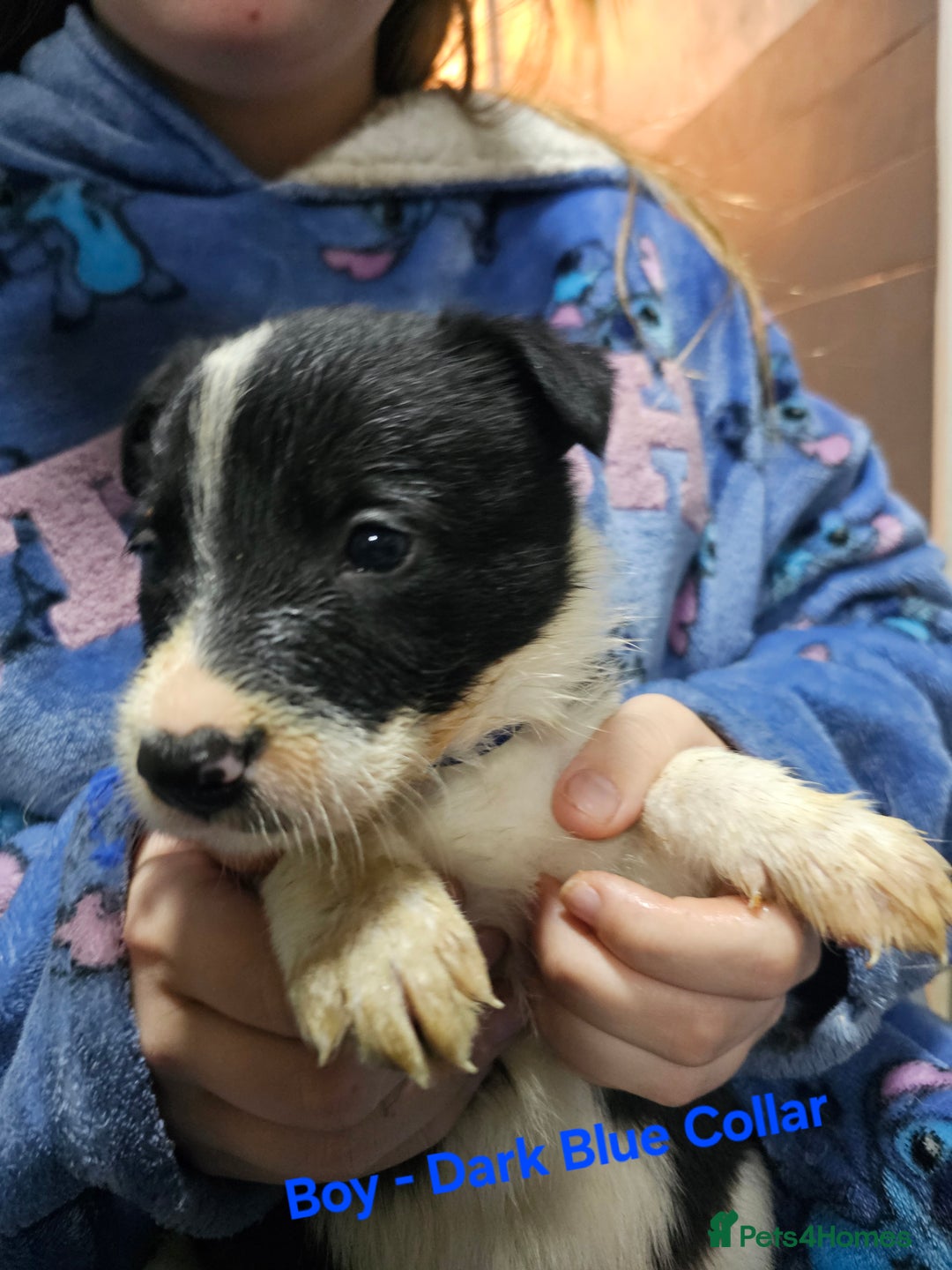 Border Collie dogs for sale: Border Collie Puppies - Image 19