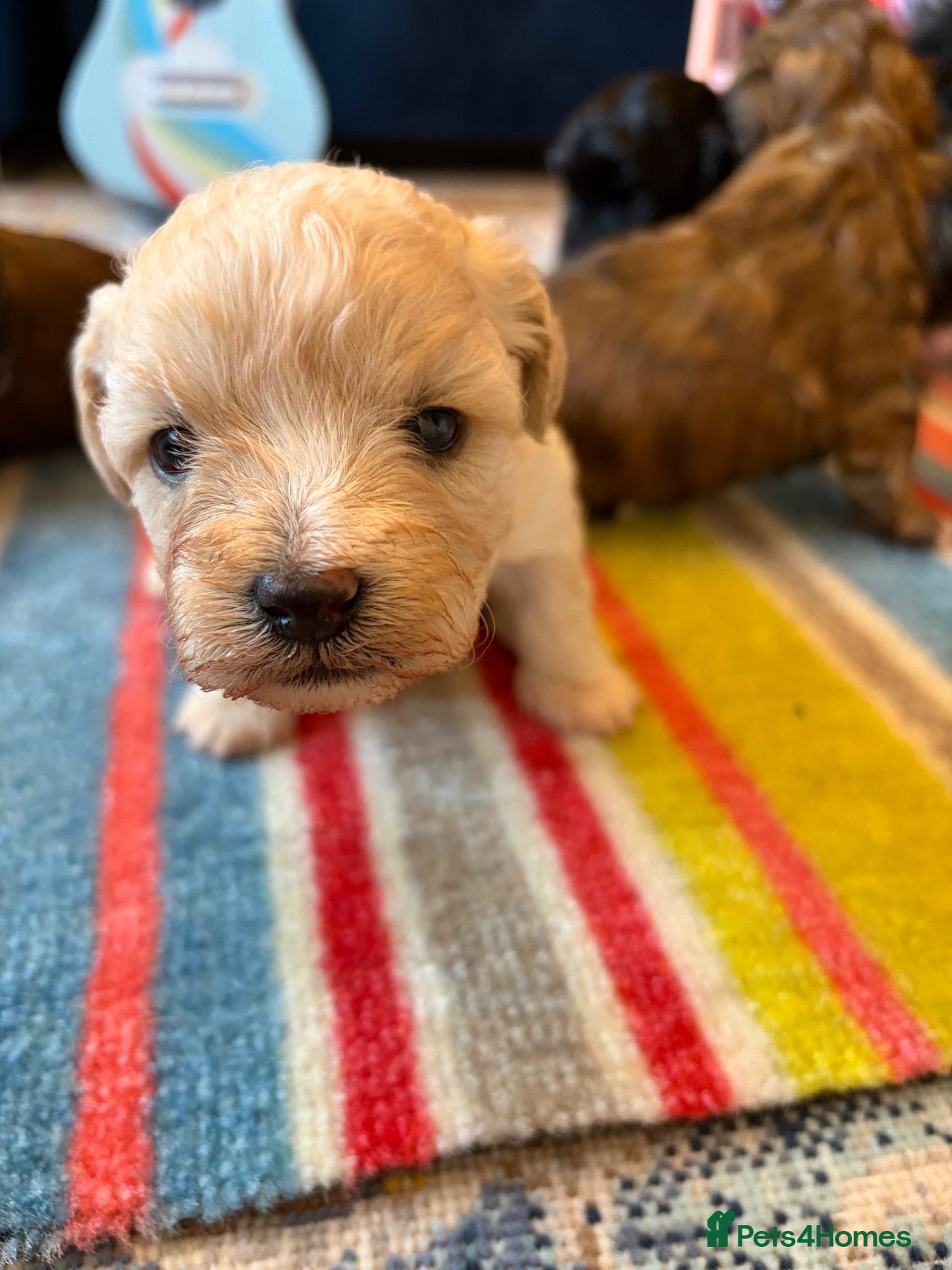 Shihpoo dogs for sale: Joanna Flynn  - Advert 2