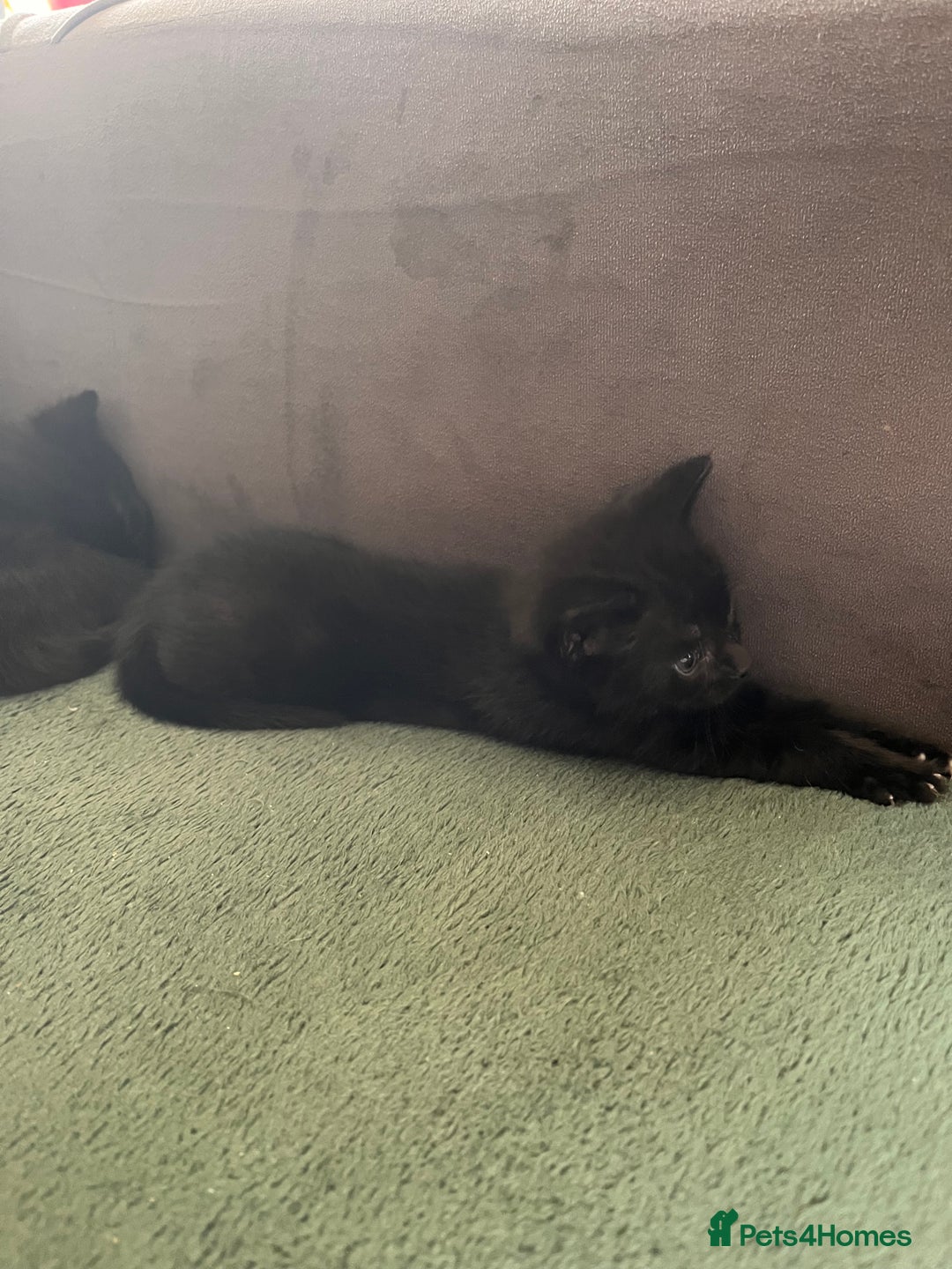 Abyssinian cats for sale: Black tabby Halloween kittens👻 - Image 7