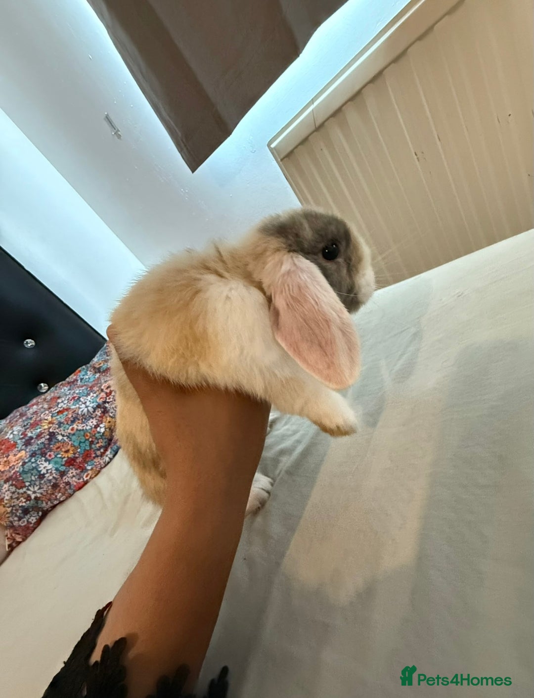 Mixed Breed rabbits for sale: Rabbit - Image 2