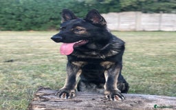 German Shepherd dogs for stud: DDR GERMAN SHEPHERD UP FOR STUD!! - Image 4