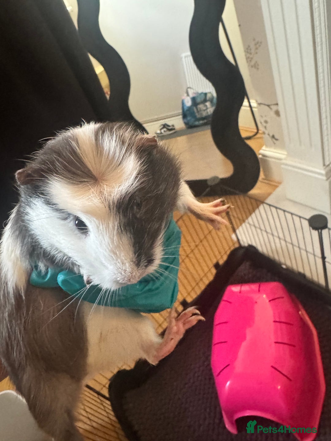 Guinea Pig rodents for sale: 2 Female Guinea Pigs - Image 3