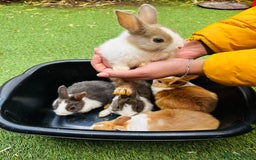 Dutch rabbits for sale: PURE BREED DUTCH BABY RABBITS £35 - Image 1