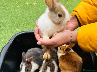 Dutch rabbits - Advert 2