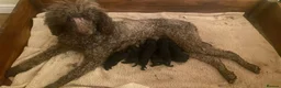 Standard Poodle dogs for sale: KC standard poodles Health tested  - Advert 8