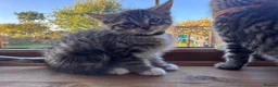 Ragdoll cats for sale: X5 Beautiful Ragdoll X Kittens - Advert 9