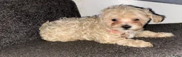 Maltipoo dogs for sale: F1 maltipoo puppies READY NOW Dad Russian poodle - Advert 17