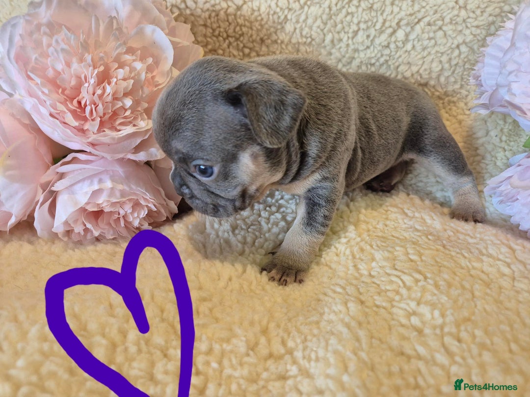 French Bulldog dogs for sale: 5* Council License breeder of 6 stunning Pups. - Image 2