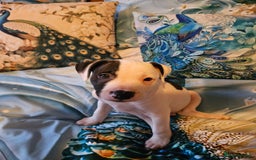 Staffordshire Bull Terrier dogs for sale: RARE CLASSIC MARKINGS - Image 7