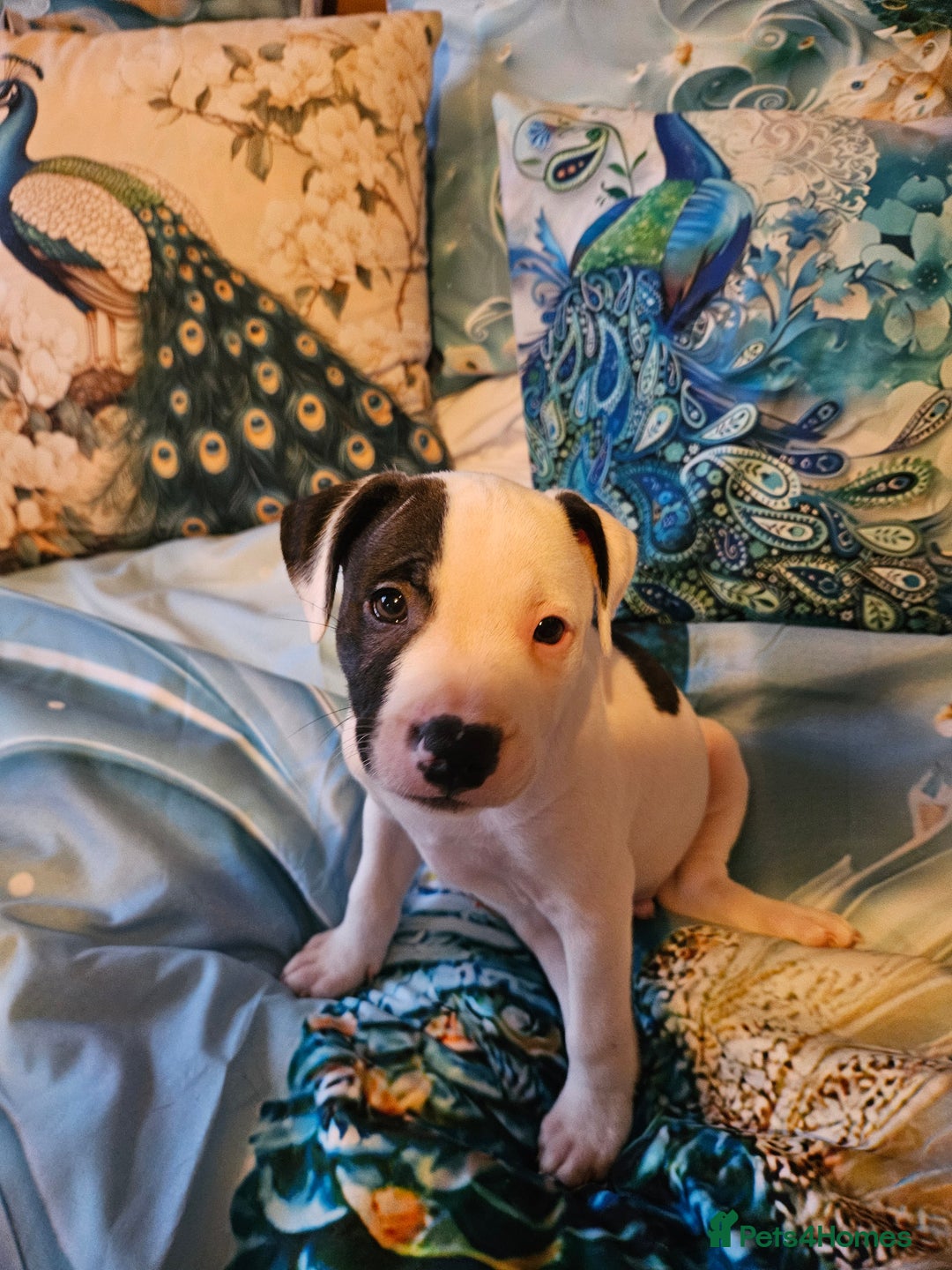 Staffordshire Bull Terrier dogs for sale: RARE CLASSIC MARKINGS - Image 7