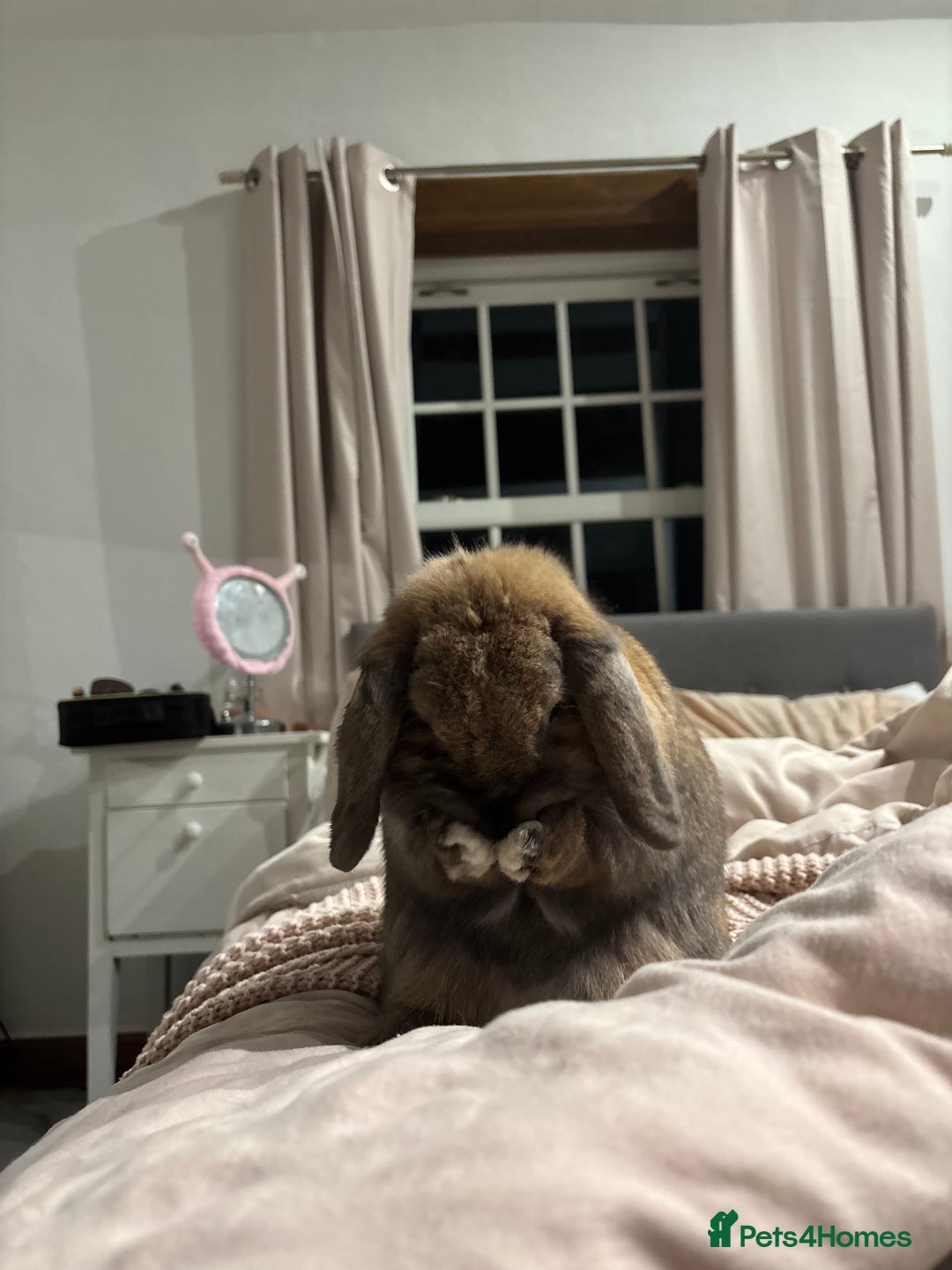 Dwarf Lop rabbits for sale: Rehoming my lovely Winnie - Advert 4