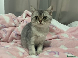 British Shorthair cats - Advert 29