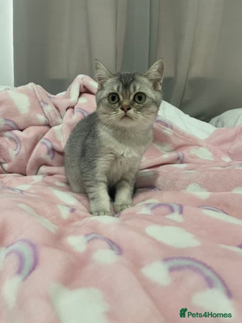 British Shorthair cats - Advert 6