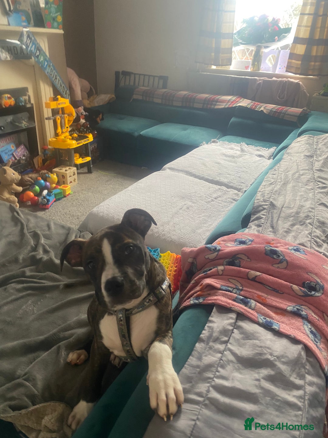 Alapaha Blue Blood Bulldog dogs for sale: Alapaha blue bulldog puppy  - Image 7