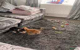 British Shorthair cats for sale: Black female kitten  - Advert 13