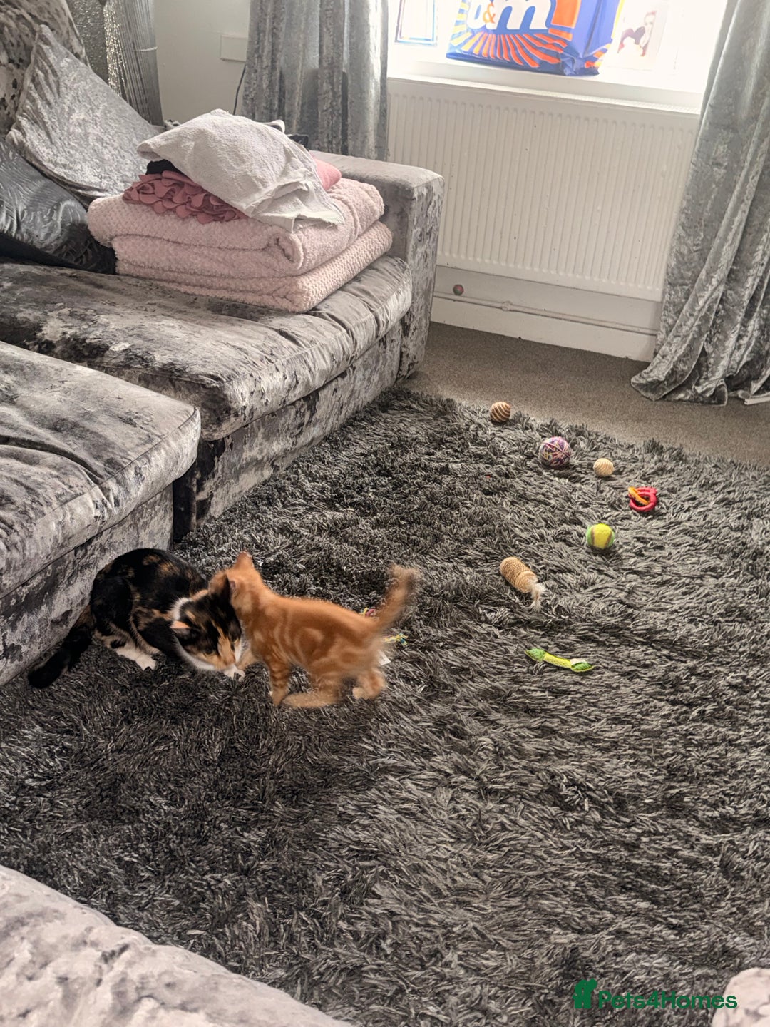 British Shorthair cats for sale: Black female kitten  - Advert 13