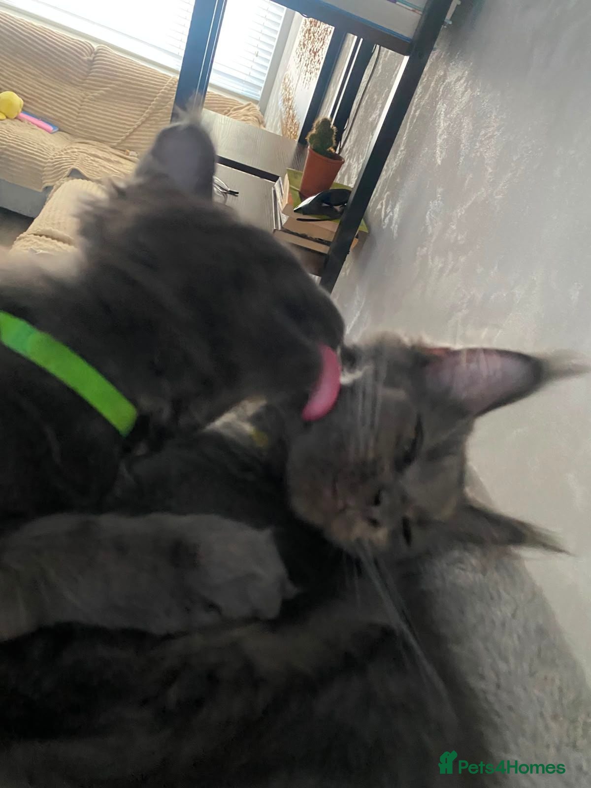Maine Coon cats Blue Maine Coon tica registered  - Advert 2