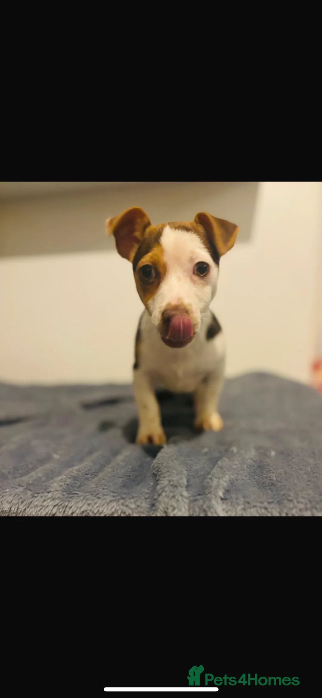 Jack Russell dogs for stud: Miniature jack Russell stud  in Broadstairs - Advert 8