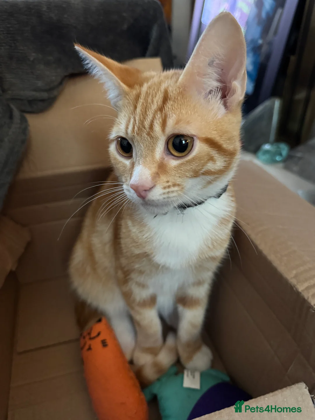 British Shorthair cats for sale: Ginger male - Advert 2