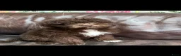 Lagotto Romagnolo dogs for sale: Quality lagotto romagnolo puppies for sale - Advert 3