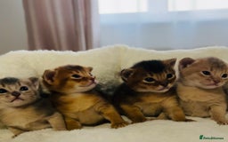 Abyssinian cats for sale: 🥇 5+ Gen Champ🏆 Fawn🤍Blue💙 girls🤎choco🧡ruddy - Image 8