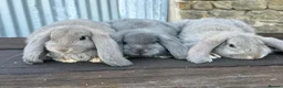 French Lop rabbits for sale: Stunning xl French lops  - Advert 3