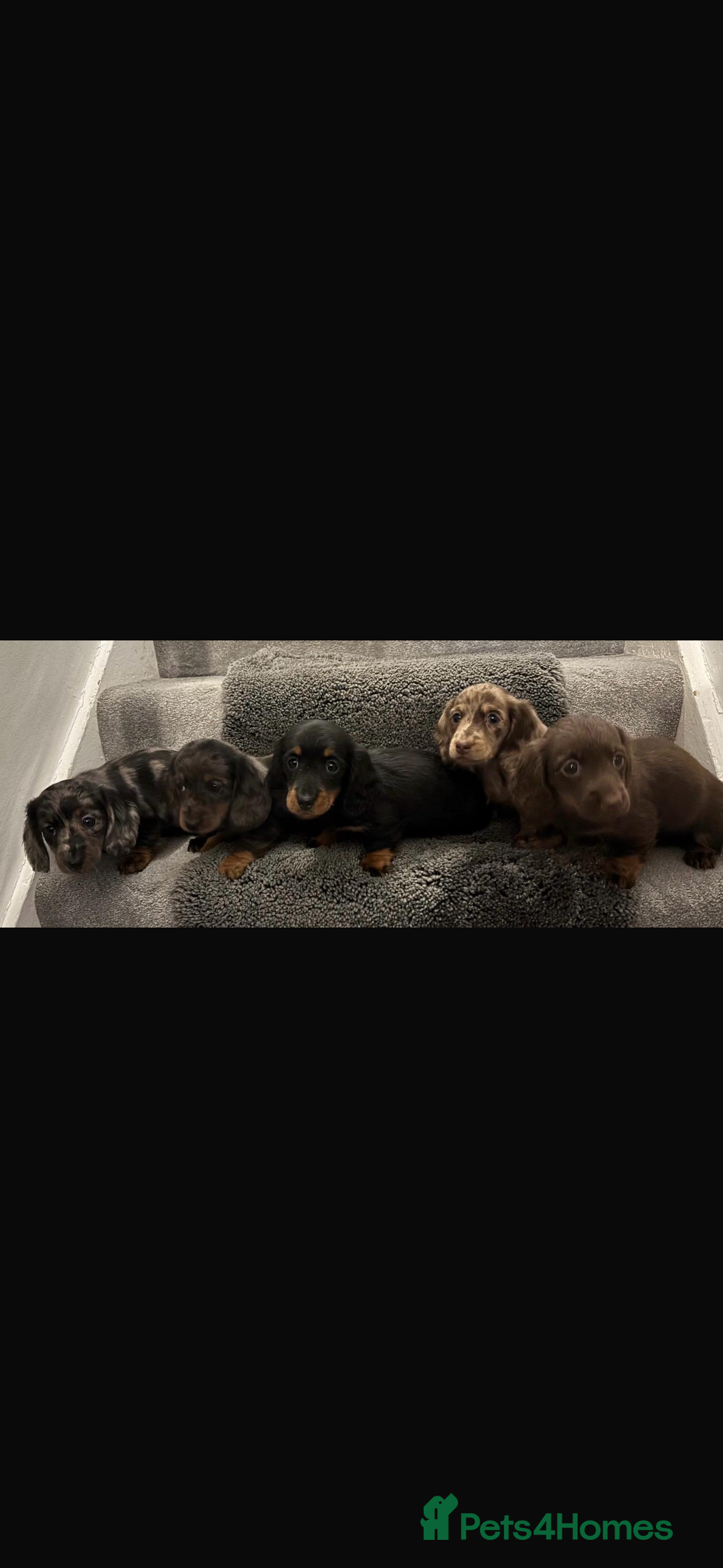 Miniature Dachshund dogs for sale: Beautiful long haired dachshund  - Advert 1