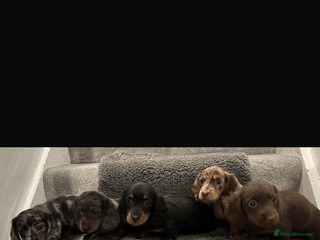 Miniature Dachshund dogs Beautiful long haired dachshund - Advert 10