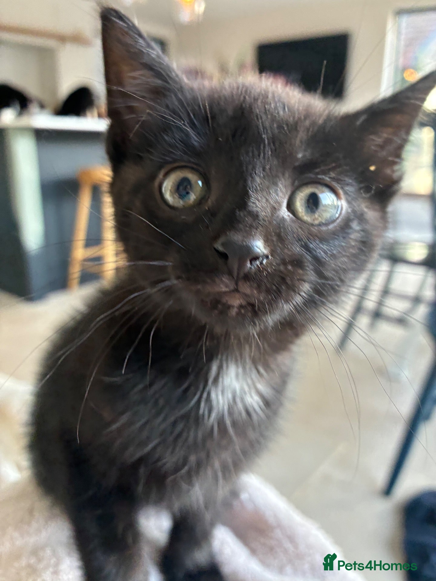 Mixed Breed cats Beautiful Girl - Advert 1