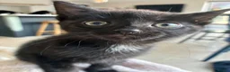 Mixed Breed cats for sale: Beautiful Girl - Advert 1