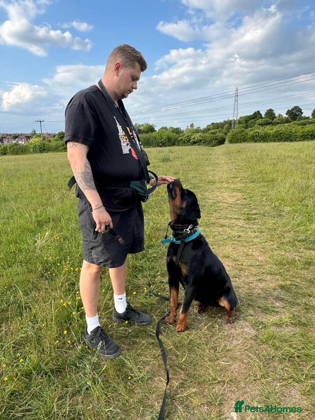 Rottweiler dogs for stud: KC Registered Male Rottweiler – Available for Stud - Advert 5