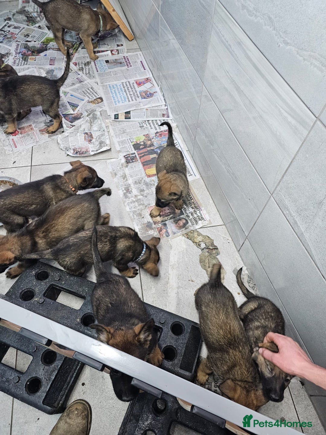 Belgian Shepherd Dog dogs for sale: Belgian malinois cross Czech Shepherd  - Advert 31