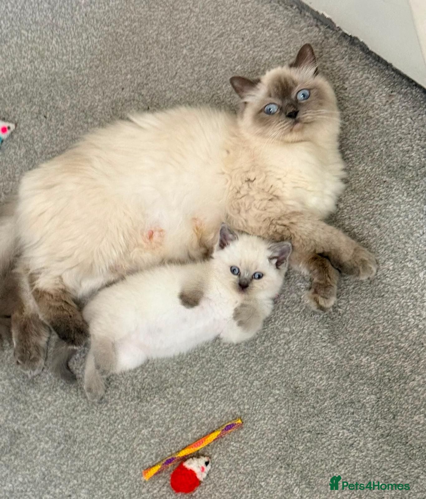 Ragdoll cats Beautiful Ragdoll Kittens 🐾 1 Boy & 2 Girls - Advert 3
