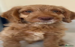 Cockapoo dogs for sale: Rare F1 apricot/ red fox DNA PRCD-PRA clear - Image 33