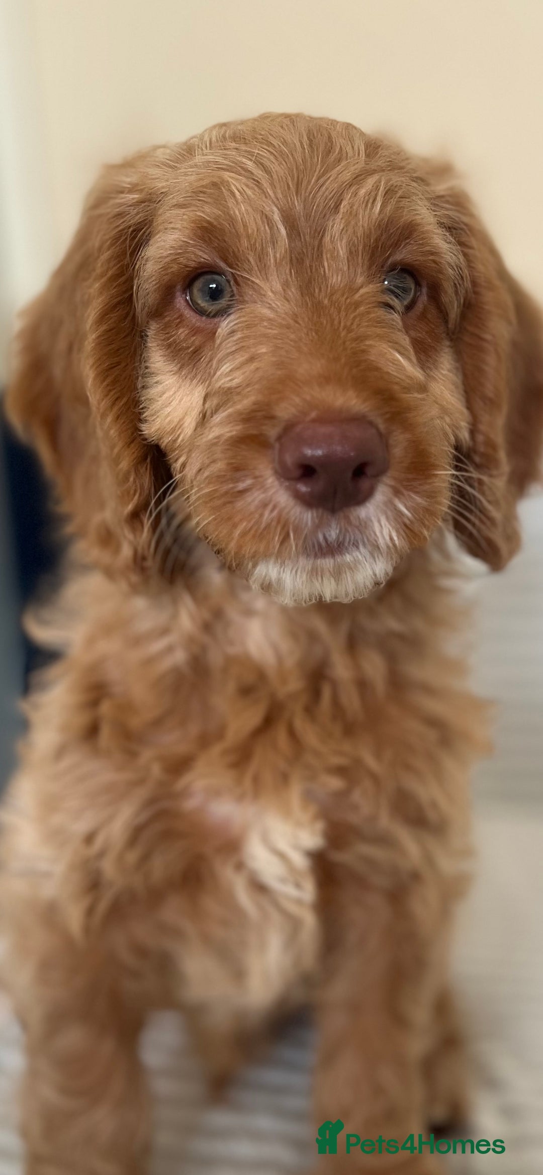 Cockapoo dogs for sale: Rare F1 apricot/ red fox DNA PRCD-PRA clear - Image 33