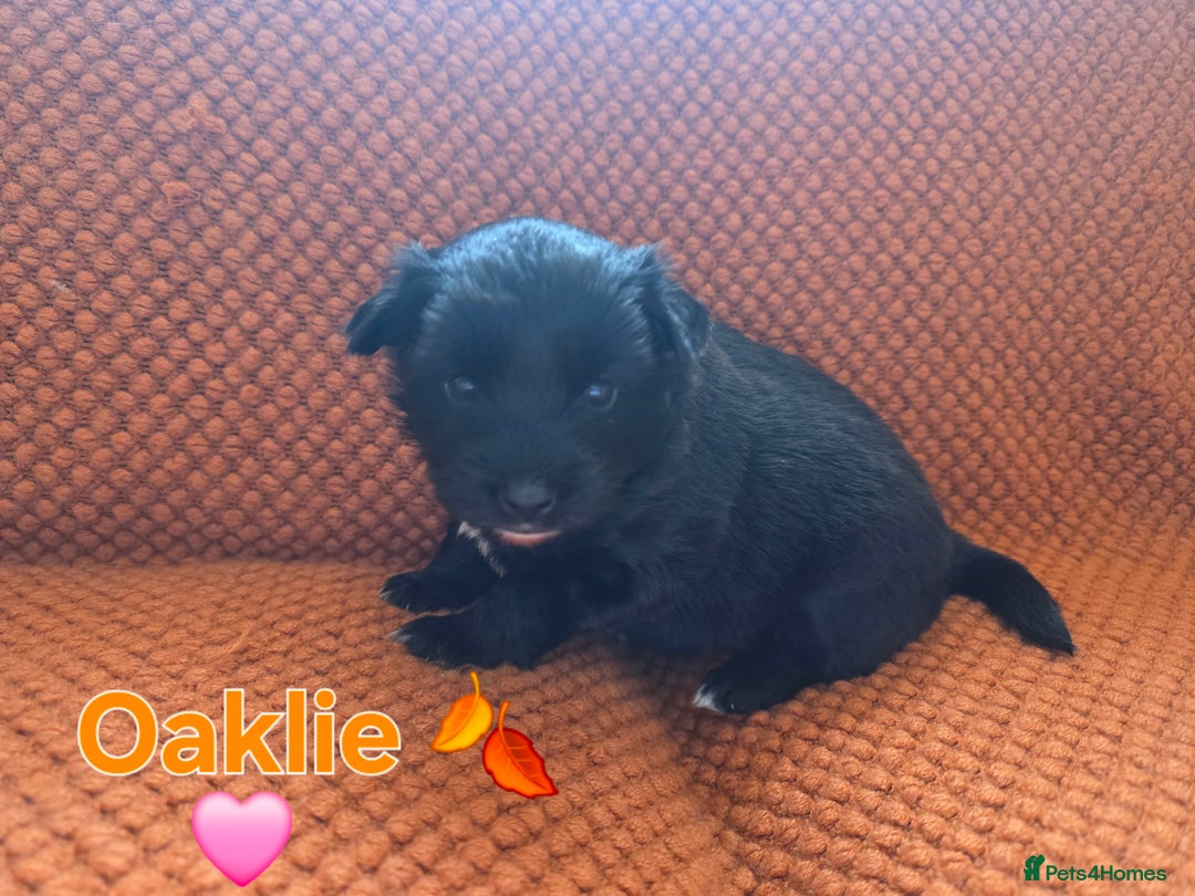 Pomsky dogs for sale: Pomsky F3b for sale - Image 5