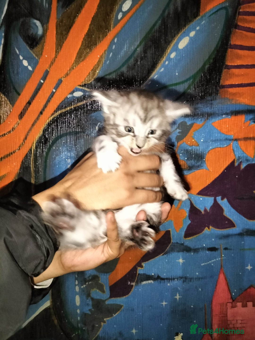 Maine Coon cats for sale: Maine coone kittens  - Advert 6