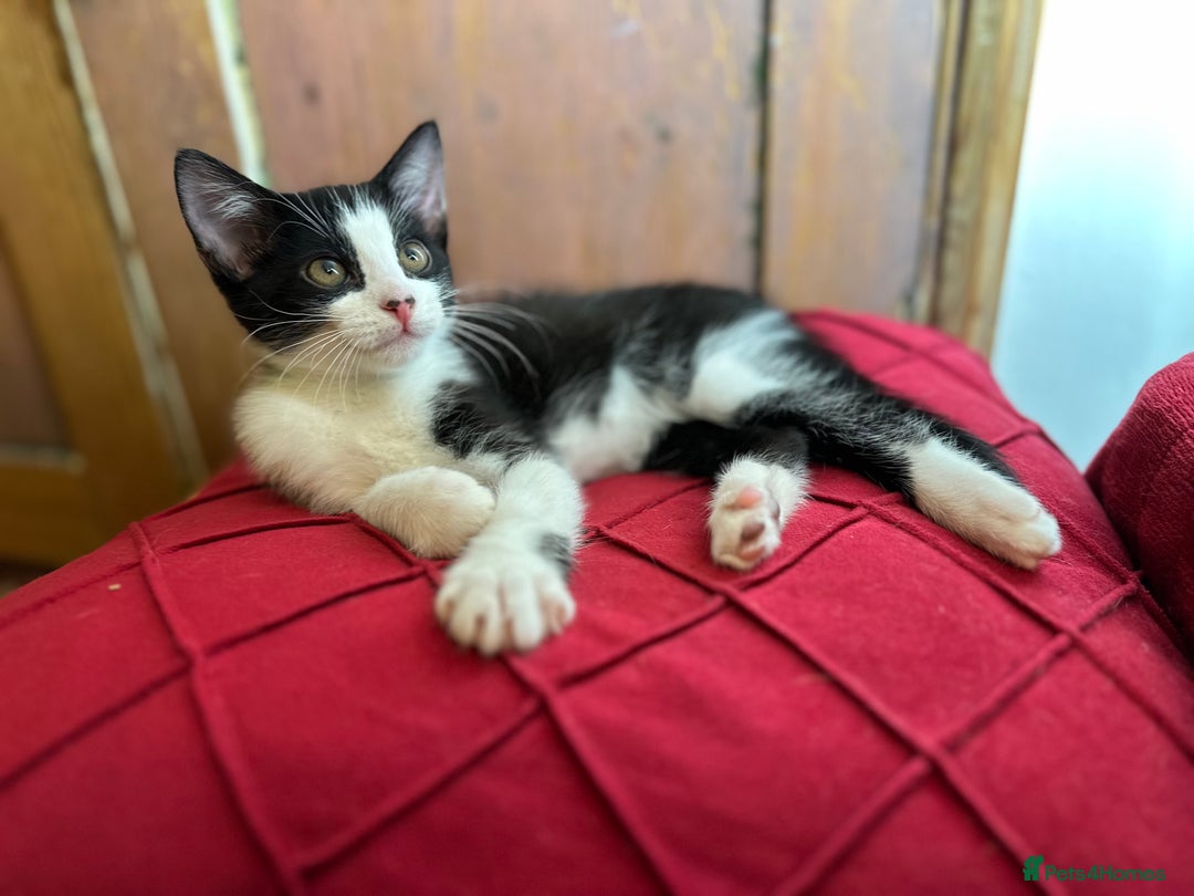 Mixed Breed cats for sale: Kittens from 1/2 Siamese Mum - Advert 7