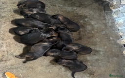 German Shepherd dogs for sale: Stunning German Shepard Litter Only 4 girls left - Image 4