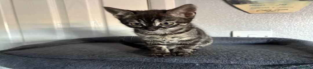 Bengal Kitten 3
