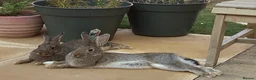 English rabbits for sale: Rabbit Pair  - Advert 5