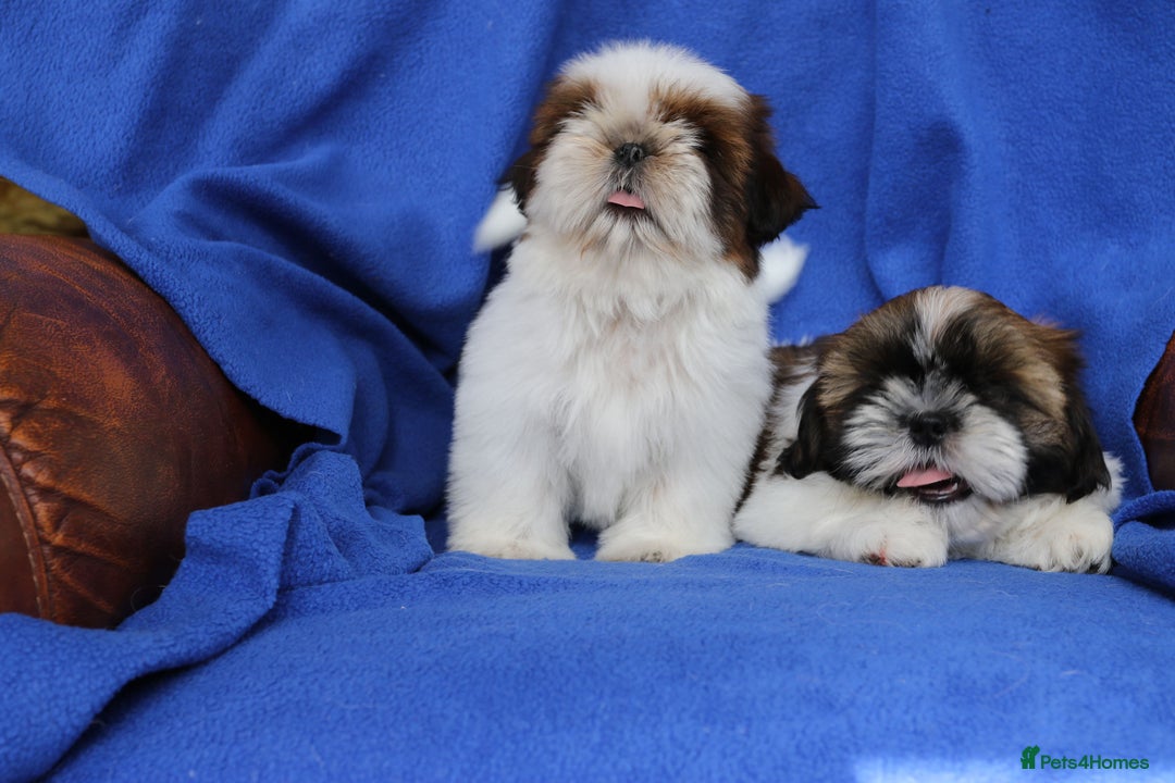Shih Tzu dogs for sale: Beautiful Shih Tzu Puppies - Image 15