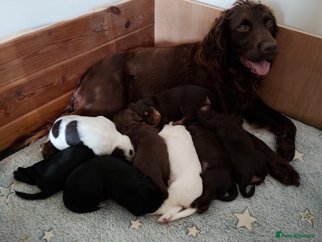 Sprocker dogs Gorgeous Sprocker Spaniel Puppies - Advert 1