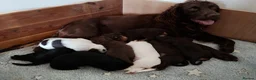 Sprocker dogs for sale: Gorgeous Sprocker Spaniel Puppies - Advert 1