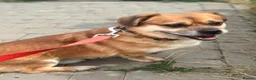 Mixed Breed dogs for adoption: 💙MAX💙 – A LITTLE GENTLEMAN LOOKING FOR HOME - Advert 3